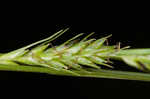 Asian shortstem sedge